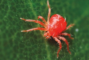 araña roja pequeña